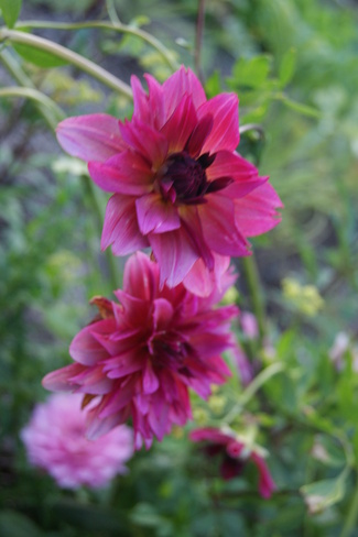 Des dahlias pour fleurir le jardin en fin d'été.