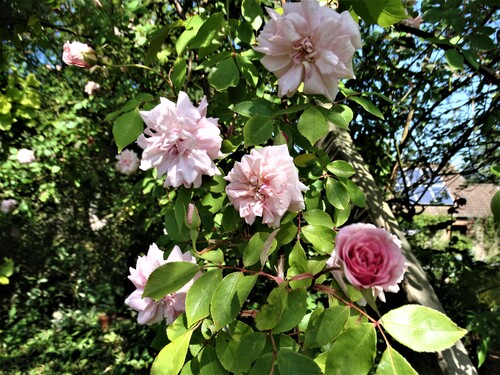 Les roses sont de retour! (1ère partie)