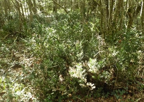 Un circuit dans les bois près de Primelles