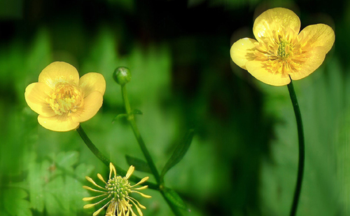 Bouton d’or Ranunculus repens ''de près'' (jardinage.lemonde).jpg