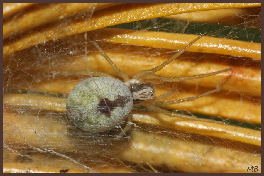 Arachnides-03-3503.jpg