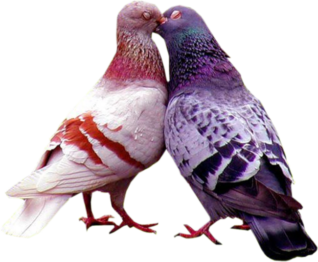 Colombes et Pigeons Série 3