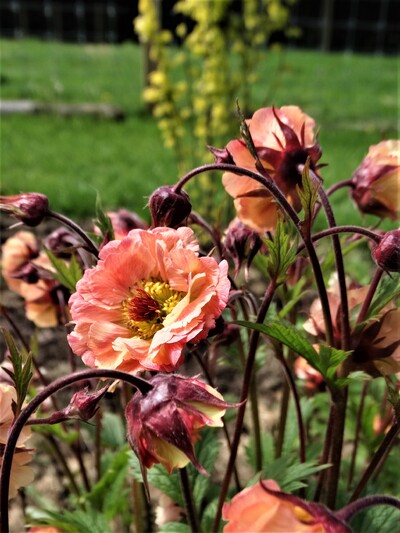 Geum Mai Tai