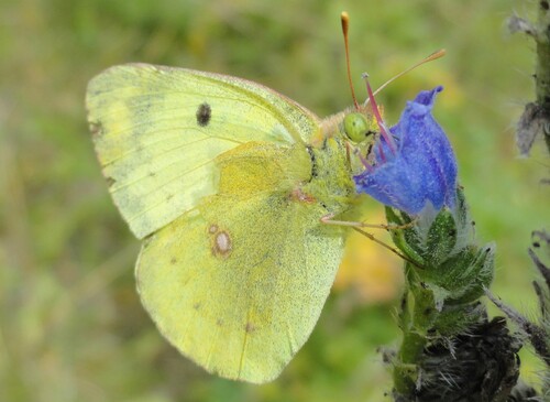 (Insectes) Papillons