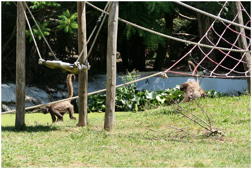 Au zoo de Mervent-06