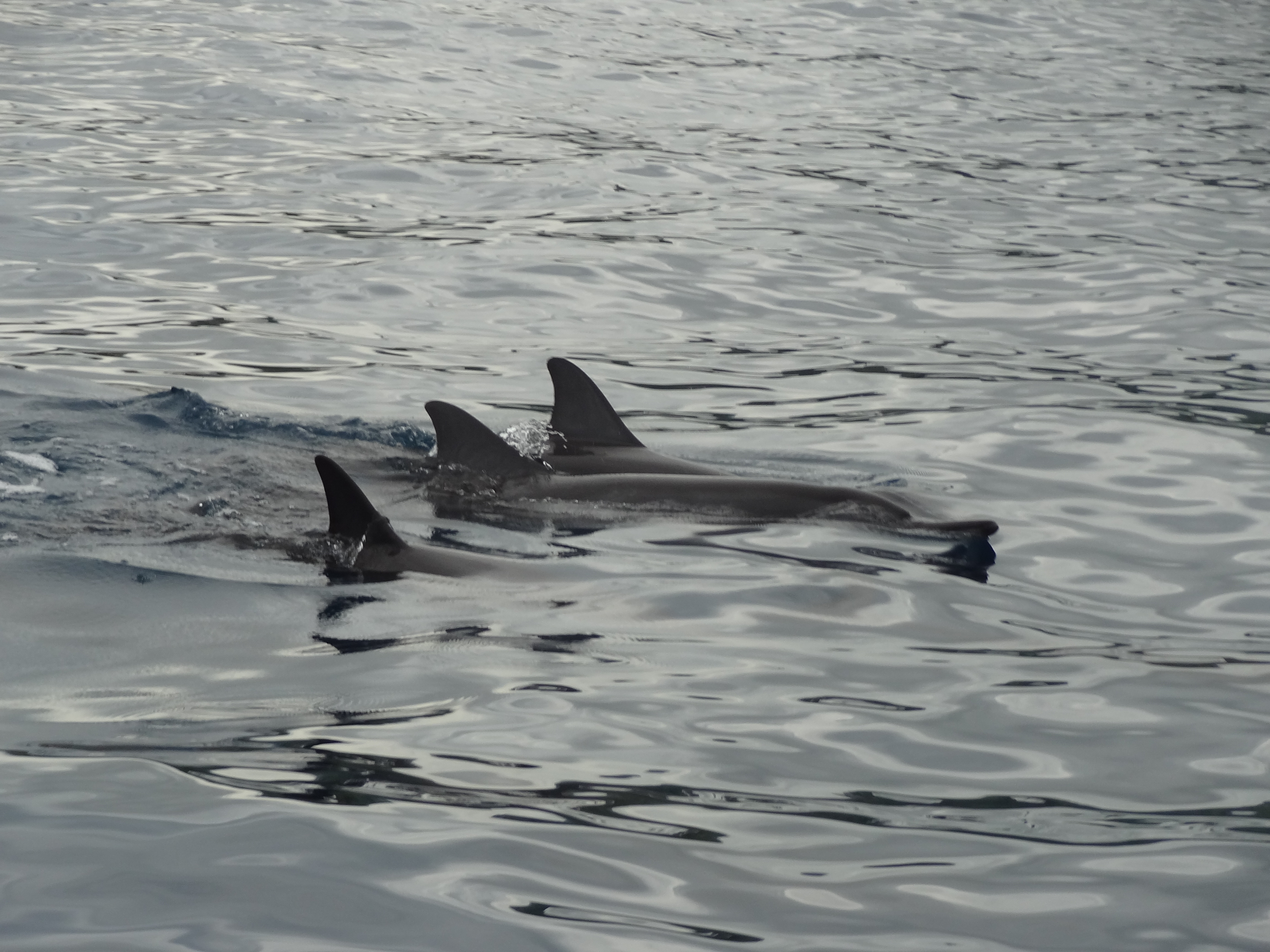 rencontre dauphin tahiti
