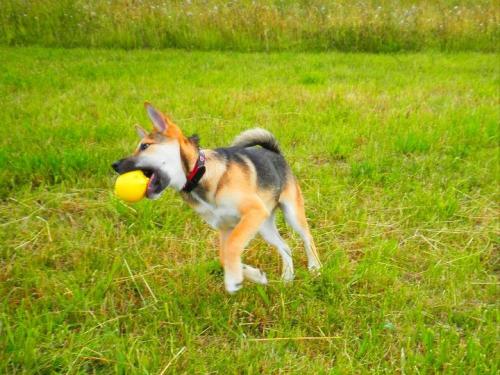 Le rappel du chiot et du chien