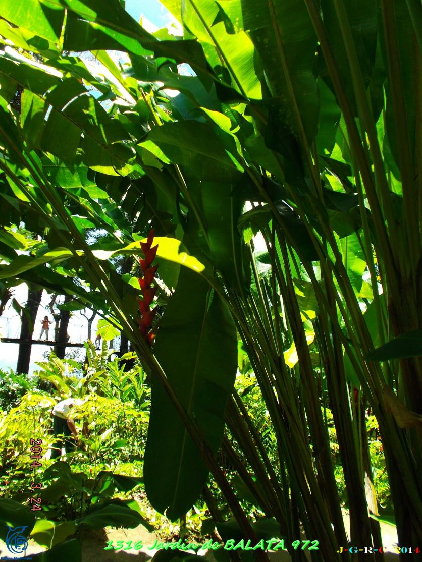 CANCES MARTINIQUE Jardin de BALATA 6/7 Mars Avril 2014 08/11/2014
