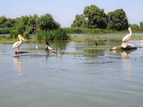 Pélicans du delta du Danube (photos)