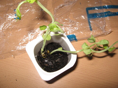 Sciences : Expériences sur la croissance d'un plant