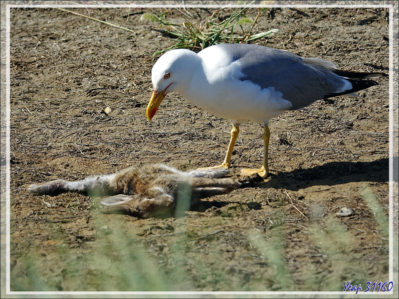 Le Goéland leucophée et le lapin mort, the Yellow-legged Gull and the dead rabbit (Larus michahellis) - Ars-en-Ré - Île de Ré - 17