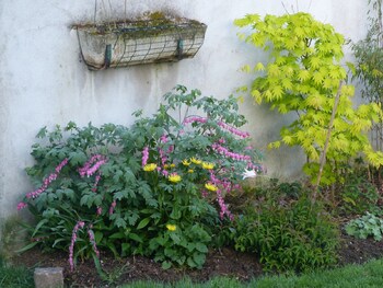 Après la fête les plantations ... 4/4