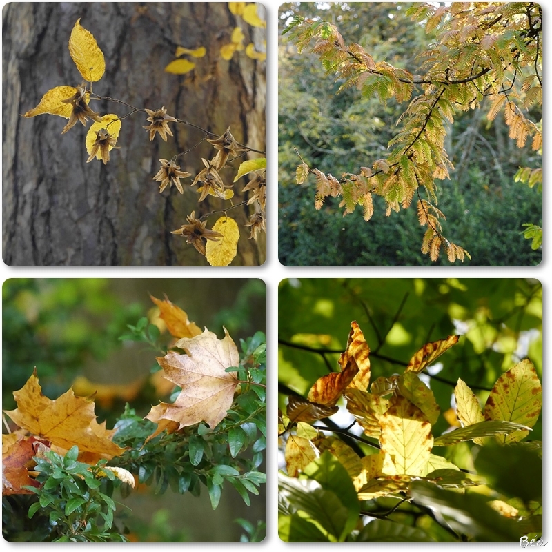 Feuille d'automne