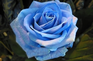 RÃ©sultat de recherche d'images pour "rose bleue"