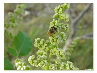 Sumac des corroyeurs