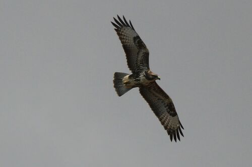 Buse Variable (Common Buzzard)