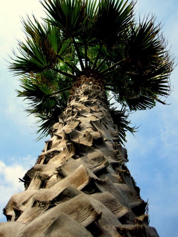aw09 - Le palmier