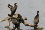 Oiseaux