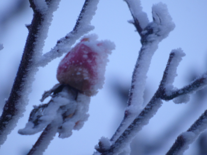 bouton de rose couvert de sucre " glace " 