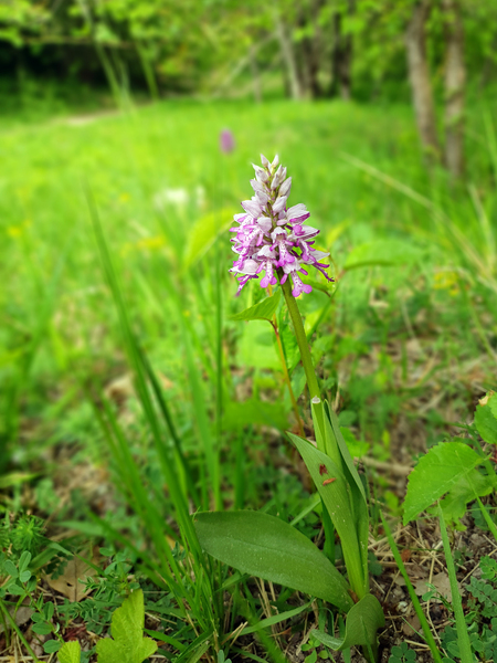 Les orchidées de la Pierre Frite