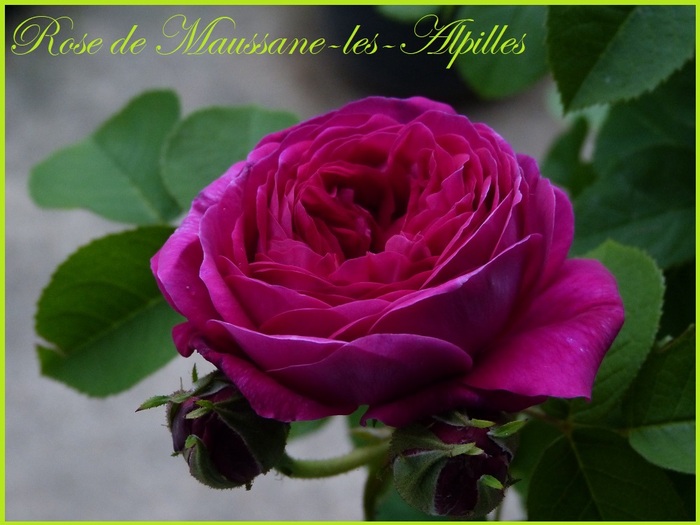 " Rose de Maussane-les-Alpilles"