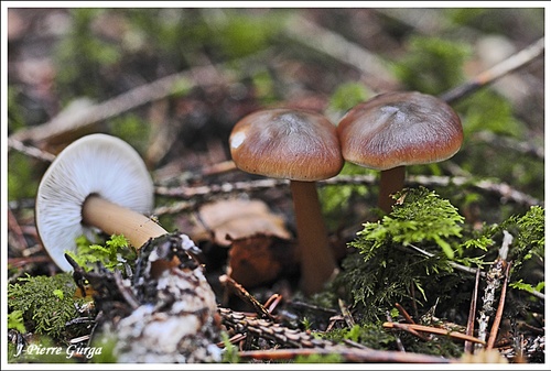 Encore de très beaux champignons, photographiés par Jean-Pierre Gurga...