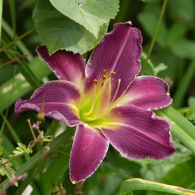 Du rose au pourpre