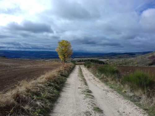 Yoyo sur les traces de Stevenson