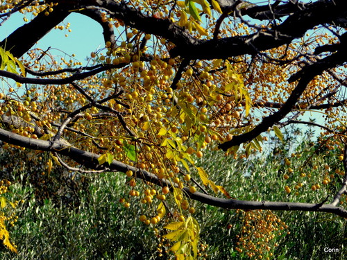 Les arbres en automne (2)