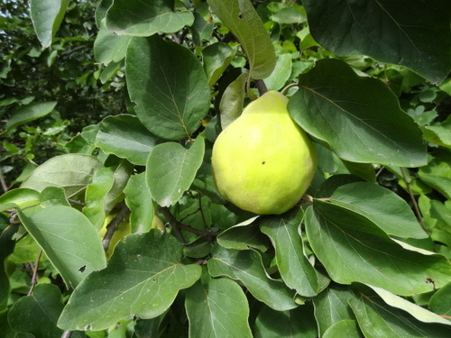 Jardin aux Plantes parfumées la Bouichère