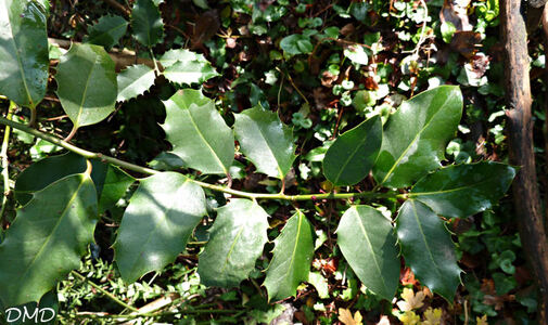 Ilex aquifolium - Houx commun