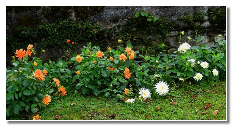 QUELQUES FLEURS