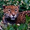 Jaguar (Panthera onca)