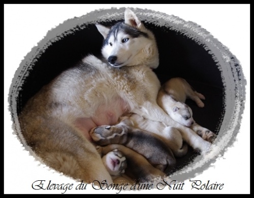 Elevage Husky Chiots (10 jours)