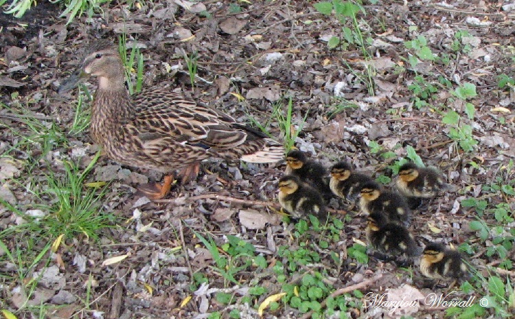 Colmar : Maman cane et ses petits