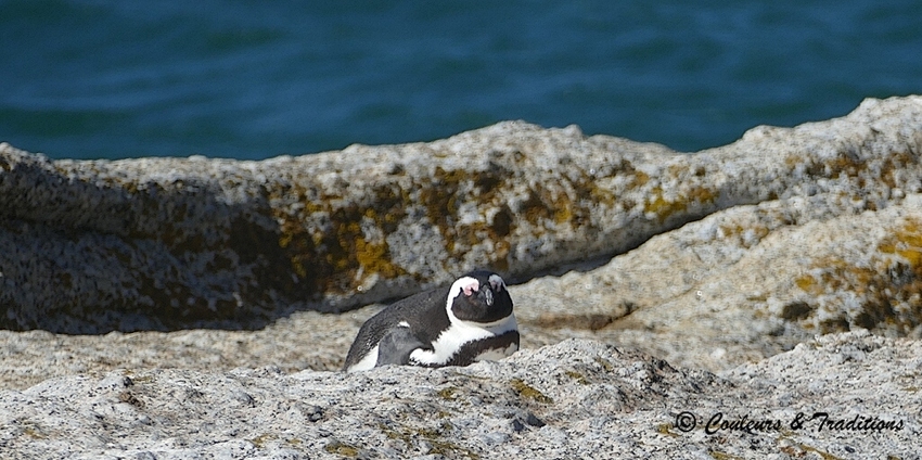 Manchots du Cap