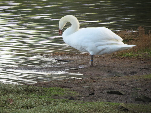 au lac de paimpol ...