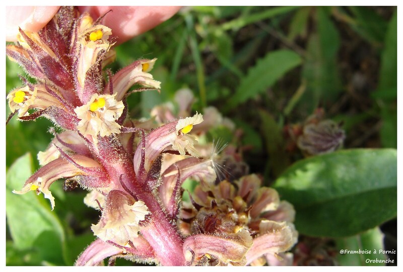 Orobanche ( plante )