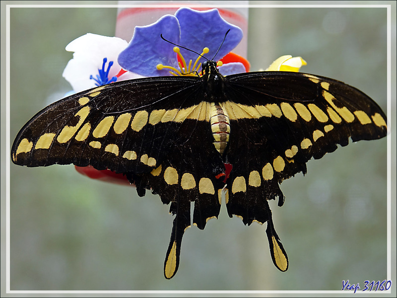 Voilier géant, King Swallowtail (Papilio thoas brasiliensis) - Parque das Aves - Foz do Iguaçu - Brésil