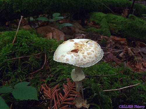 Amanita citrina (amanite citrine) : comestible mediocre A REJETER risques de confusions