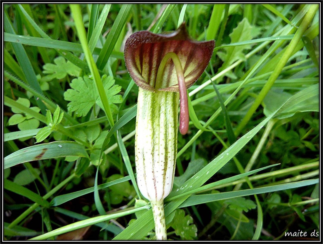 Fleur inconnue !!!!