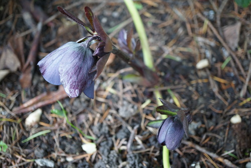 helleborus black beauty