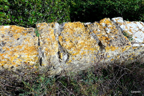 Haut du mur : des lichens