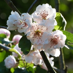 Les pommiers d'ornements à l'honneur sur Hortus-Focus...