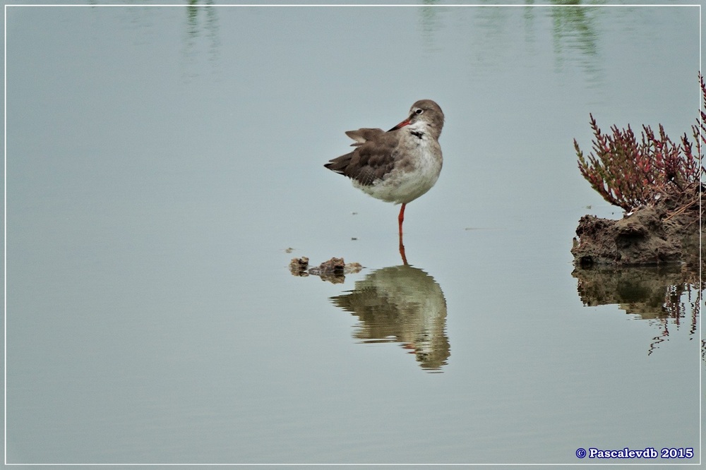 Réserve ornitho du Teich - Septembre 2015 - 3/6