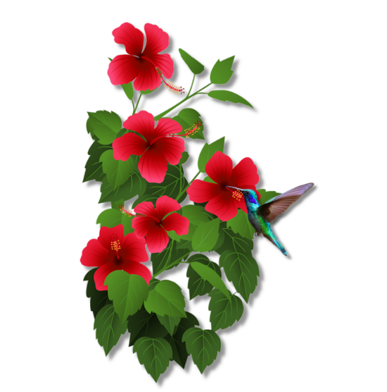 Le Colibri et la fleur d'Hibiscus