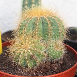 Notocactus Warasii