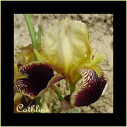 Iris-jaune-pale-et-violet.jpg