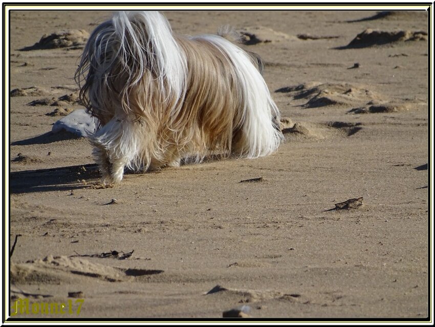 Balade à la plage de Boyard