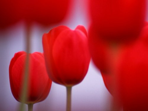 tulipes7.jpg